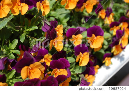 Viola (Orange jump up) Viola (Orange jump up) 30687924