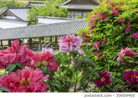 Hasega寺牡丹杜鵑花新鮮綠色 Hasega寺牡丹杜鵑花新鮮綠色 30689468