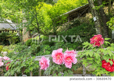 Hasega寺牡丹杜鵑花新鮮綠色 Hasega寺牡丹杜鵑花新鮮綠色 30689470