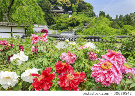 Hasega寺牡丹杜鵑花新鮮綠色 Hasega寺牡丹杜鵑花新鮮綠色 30689542