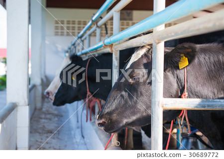 Black and white cow in dairy farm Black and white cow in dairy farm 30689772