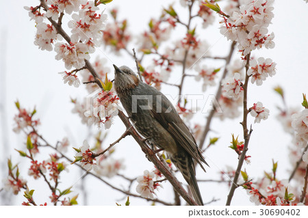 Brown eared Brown eared bulbul Brown eared Brown eared bulbul 30690402