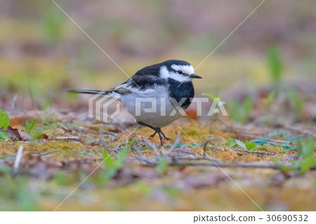 White Wagtail White Wagtail 30690532
