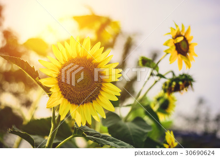 Sunflower Flowers in Morning Time Sunflower Flowers in Morning Time 30690624