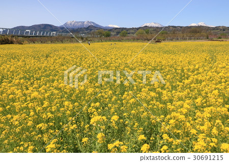 Rape flower field of the Chikumagawa riverbed 30691215