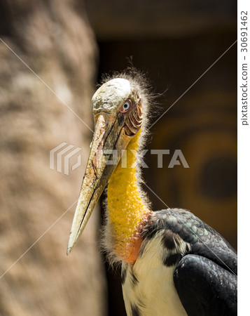 Image of a Lesser adjutant stork. wild animals. Image of a Lesser adjutant stork. wild animals. 30691462