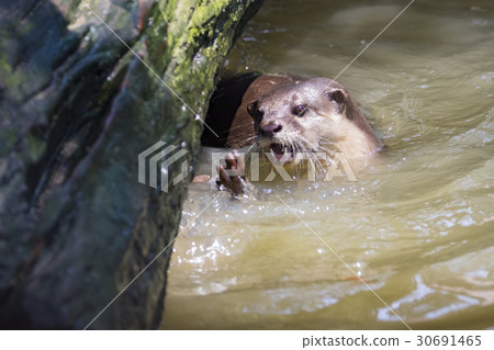 Image of an otters on the water. Wild Animals. 30691465