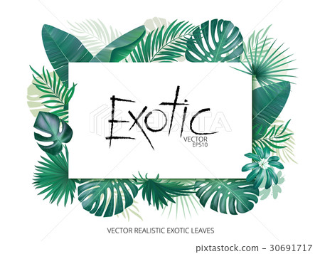 Summer tropical background with exotic palm leaves Summer tropical background with exotic palm leaves 30691717