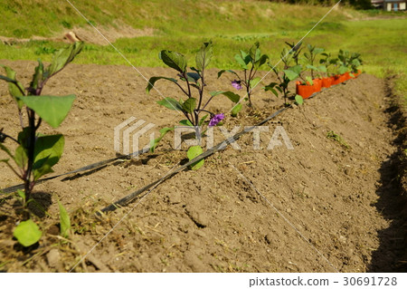 Eggplant seedling planting 30691728