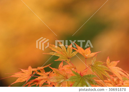 Iroha Homomiji (Iroha autumn leaves) Part 18. Japanese maple Iroha Homomiji (Iroha autumn leaves) Part 18. Japanese maple 30691878
