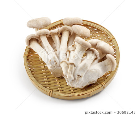 Abalone mushroom (shadow ink, background whiteout) Abalone mushroom (shadow ink, background whiteout) 30692145