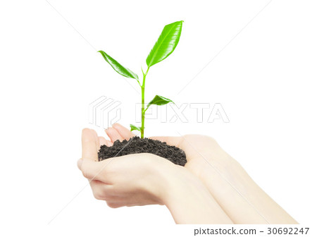 Human hands holding green small plant  30692247