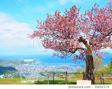 One cherry tree and view of Otaru Tengu mountain One cherry tree and view of Otaru Tengu mountain 30692574