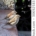two sparrows 30692583