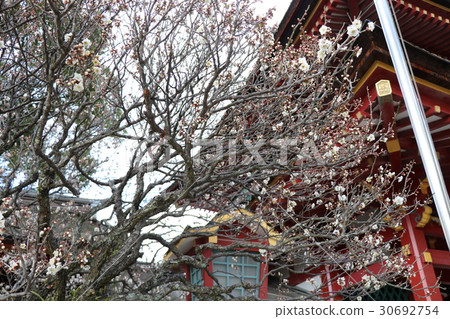 Dazaifu plum flowers 30692754