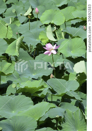 Lotus flower (Hirosaki Park / Hirosaki City, Aomori Prefecture) 30692883