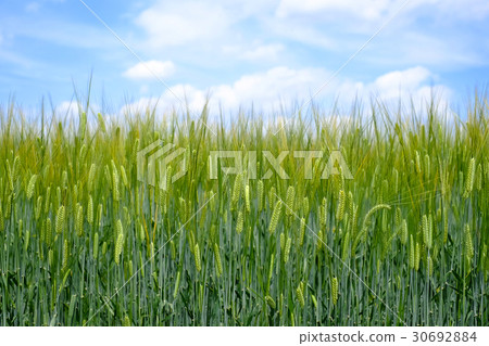 Two-row barley beer mugwort beer wheat Two-row barley beer mugwort beer wheat 30692884