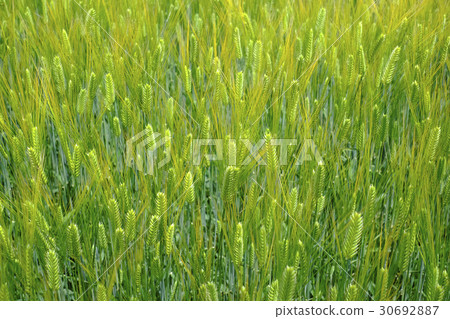 兩行大麥啤酒艾蒿啤酒麥子 30692887