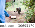 Cat getting food 30693170