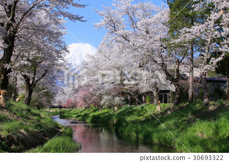 Oshino Village Mt. Fuji and a row of cherry blossoms 30693322
