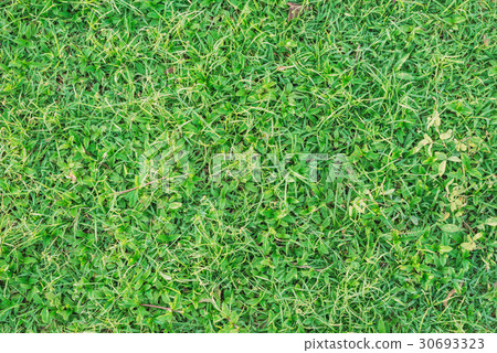 Top View of Fresh Grass in the Garden Background 30693323