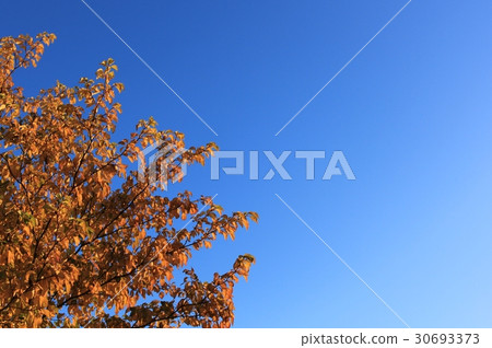 Autumn leaves clear blue sky 30693373