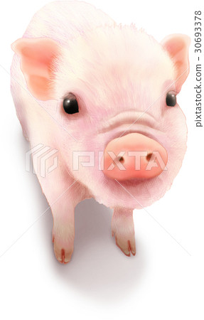 Mini pig illustration 30693378
