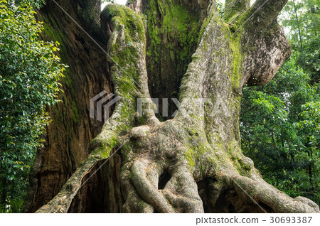 Tsukazaki's Ogusu Saga Prefecture 30693387