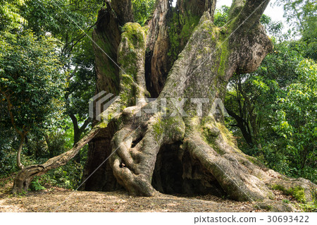 Tsukazaki's Ogusu Saga Prefecture 30693422