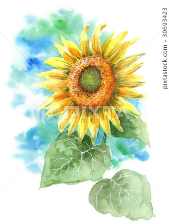 向日葵 30693423