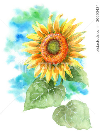 向日葵 30693424