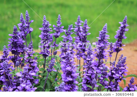 lavender 30693448
