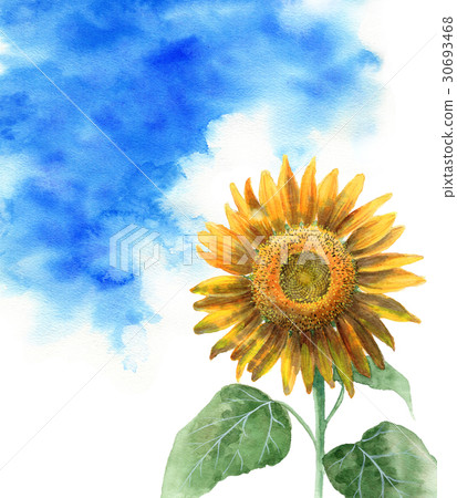Sunflower and summer sky 30693468