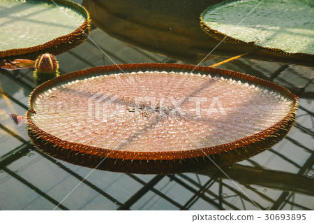 Victoria Regia, the world's largest leaves, of Amazonian water l 30693895