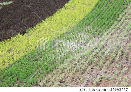 Colored rice fields Colored rice fields 30693957