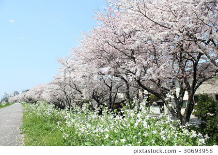 Cherry blossoms falling snow Cherry blossoms falling snow 30693958