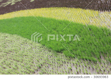 彩色稻田 彩色稻田 30693963