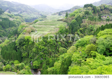 早春的水稻梯田 30693965