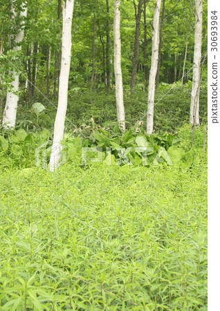 Fresh green birch forest spreading in Obuchihiro, Hokkaido early summer Fresh green birch forest spreading in Obuchihiro, Hokkaido early summer 30693984