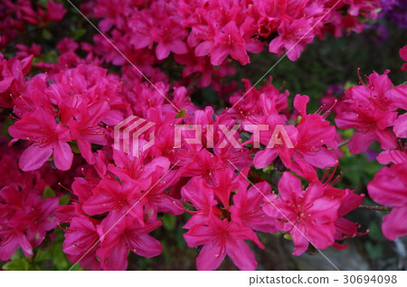 神山的杜鵑花 神山的杜鵑花 30694098