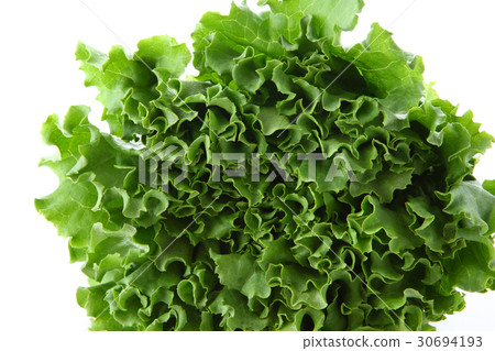 綠葉生菜 綠葉生菜 30694193