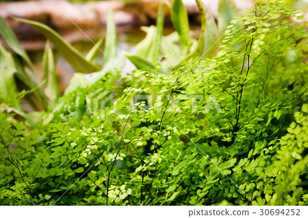 Little fern detail background Little fern detail background 30694252