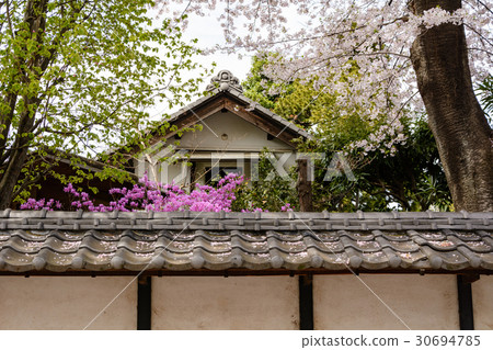 Warez和櫻花 30694785