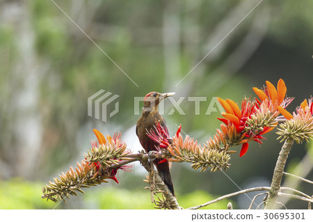 沖繩啄木鳥 沖繩啄木鳥 30695301