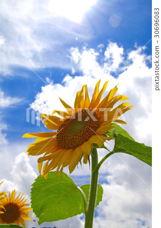 Summer of cloth wind-like plateau (Koriyama shi Hunan Town) Summer of cloth wind-like plateau (Koriyama shi Hunan Town) 30696083