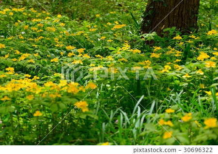 山吹壽 山吹壽 30696322