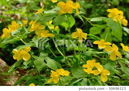 Yamabukisou Yamabukisou 30696323