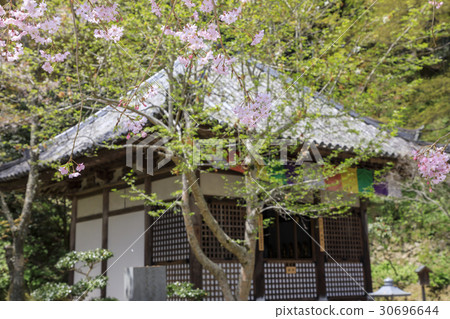 Cherry blossoming Hasegaji 30696644