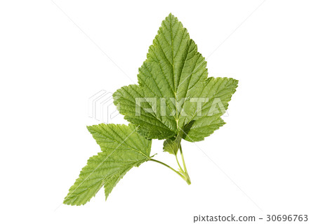 sheet of a currant isolated 30696763