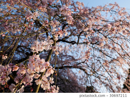 Weeping cherry blossoms at Tanohosato Weeping cherry blossoms at Tanohosato 30697211